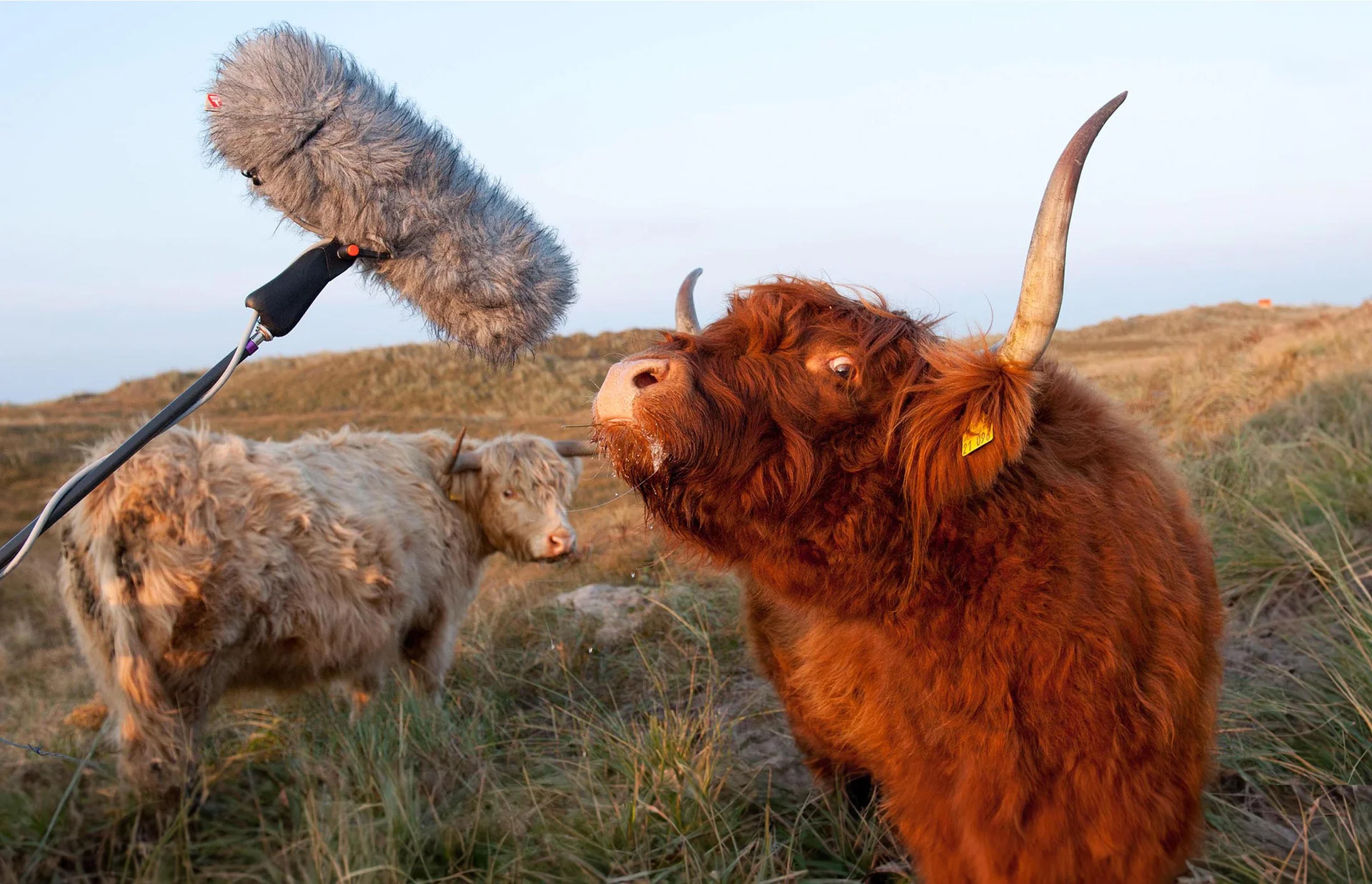 Zwei schottische Hochlandrinder, links ein Mikrofon mit Fell